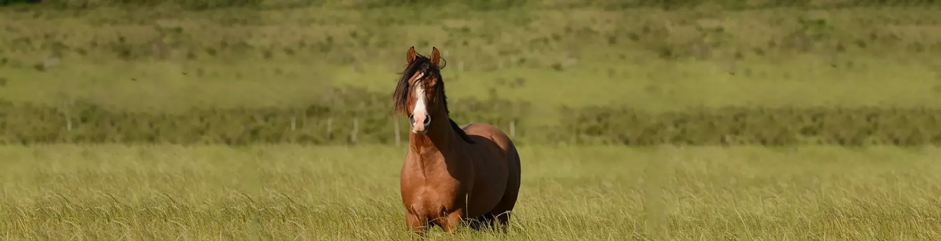 Конноспортивный клуб «Пегас» в Тобольске