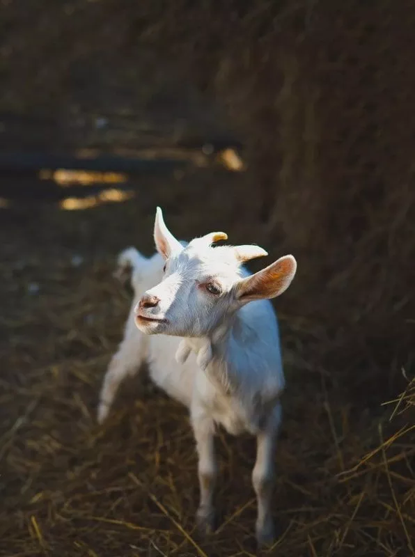 Страусиная ферма «Тюменский страус»