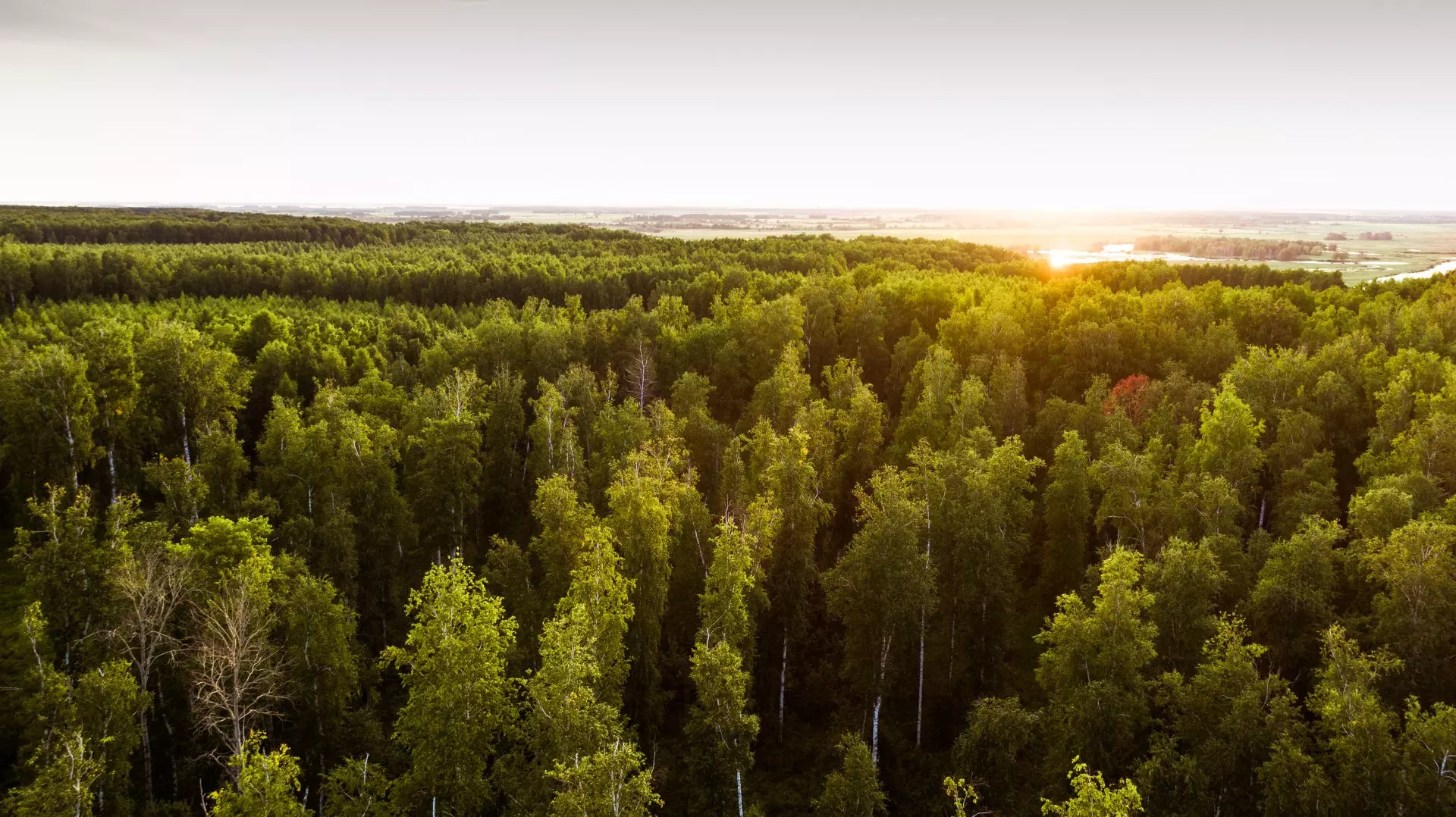 Сибирское здоровье