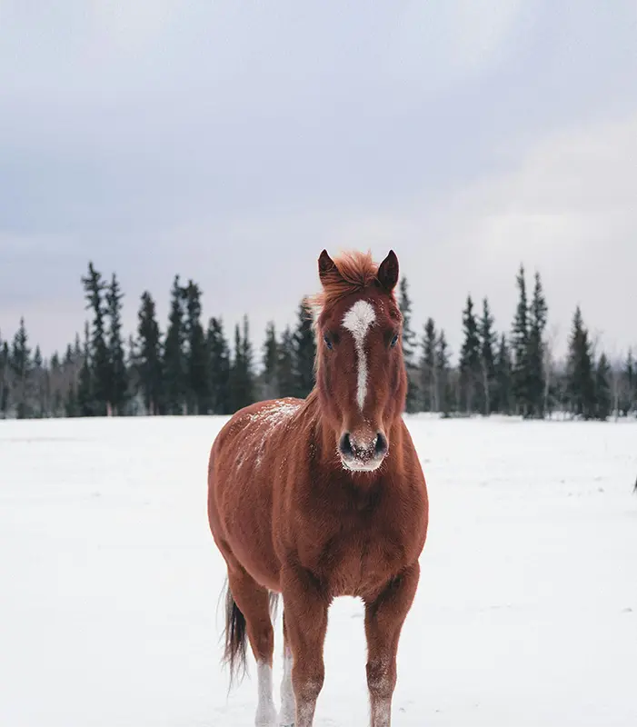 Конный клуб «Пегас» в Заводоуковске