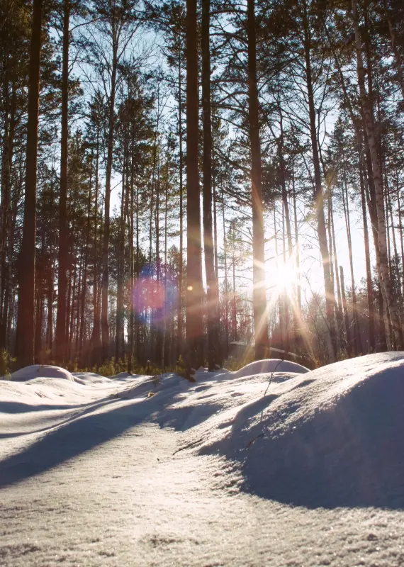 Лесопарк им. Ю. А. Гагарина