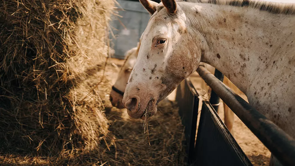 Дом-музей русских пород лошадей «Хуторъ»