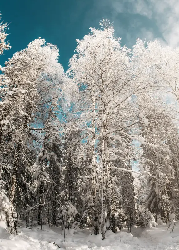 Березовая роща