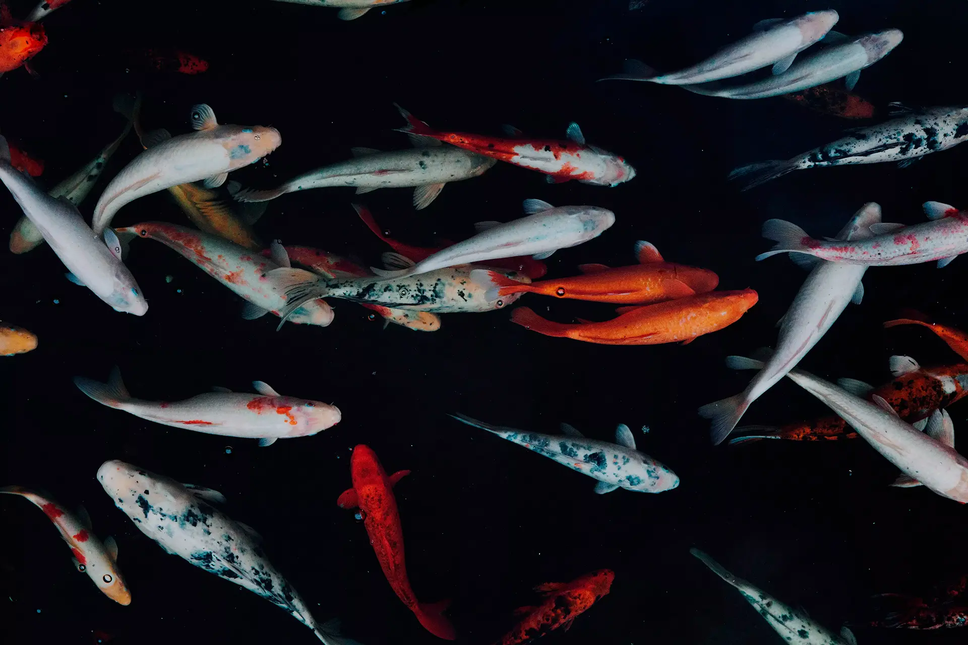 Экскурсия на акваферму: можно увидеть рыб-альбиносов, покормить форель и попробовать деликатесы