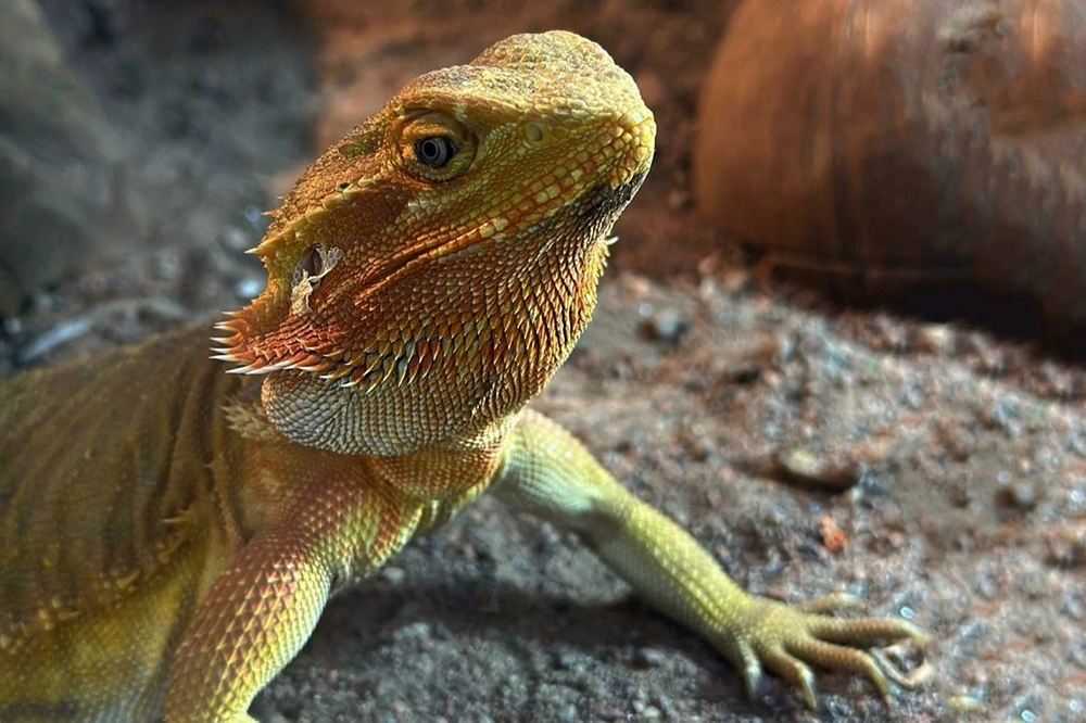 Зоопарк на базе отдыха «Сосновый бор»