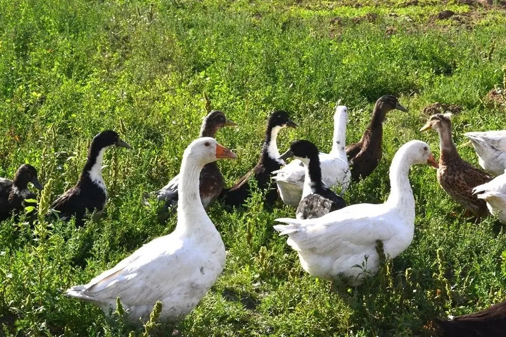 Страусиная ферма «Тюменский страус»