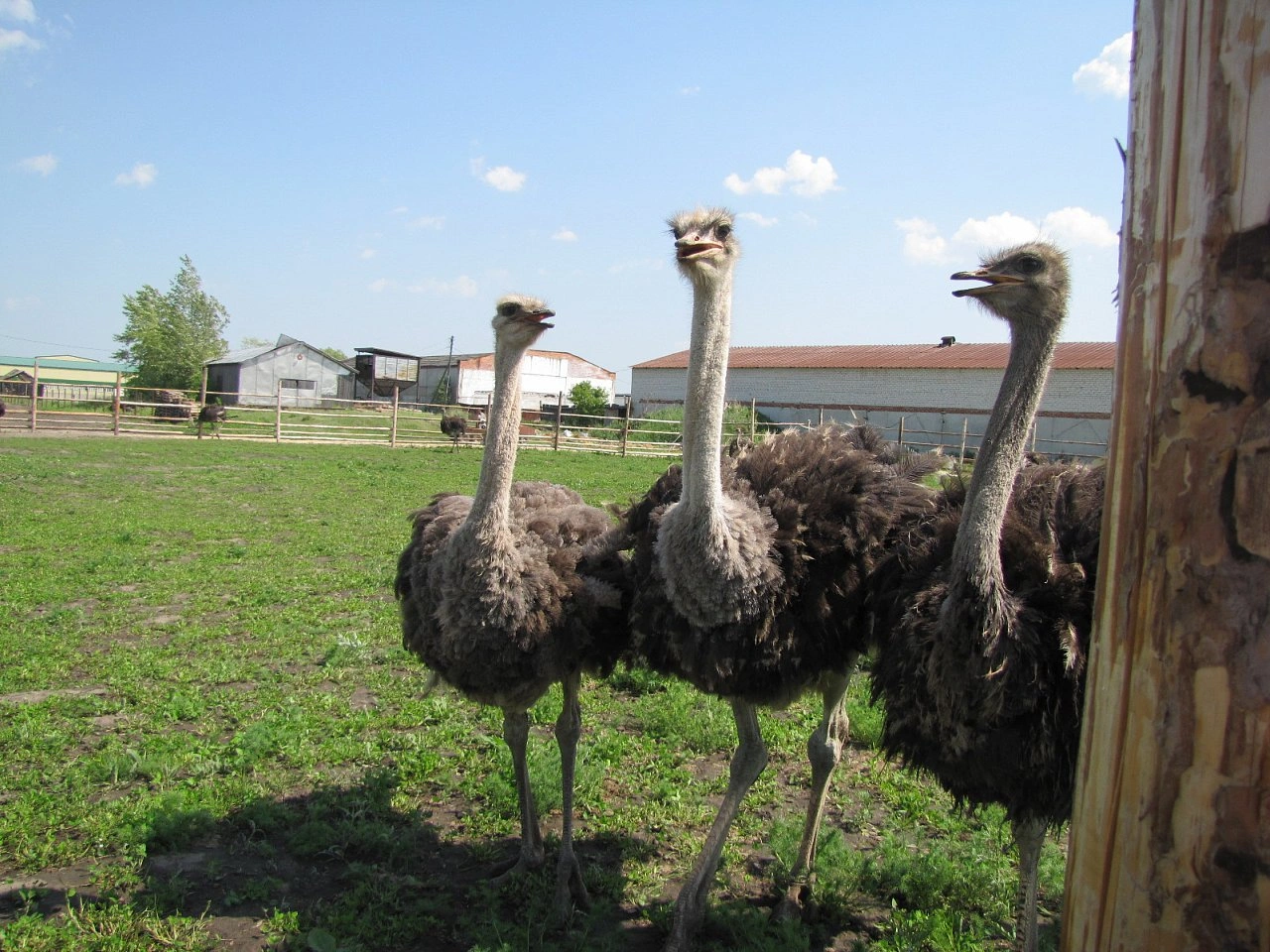 Страусиная ферма «Тюменский страус»