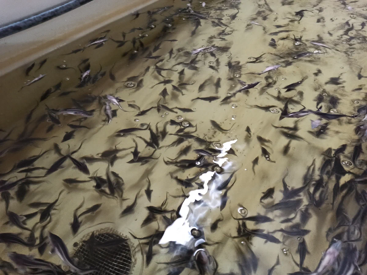 акваферма-1-1