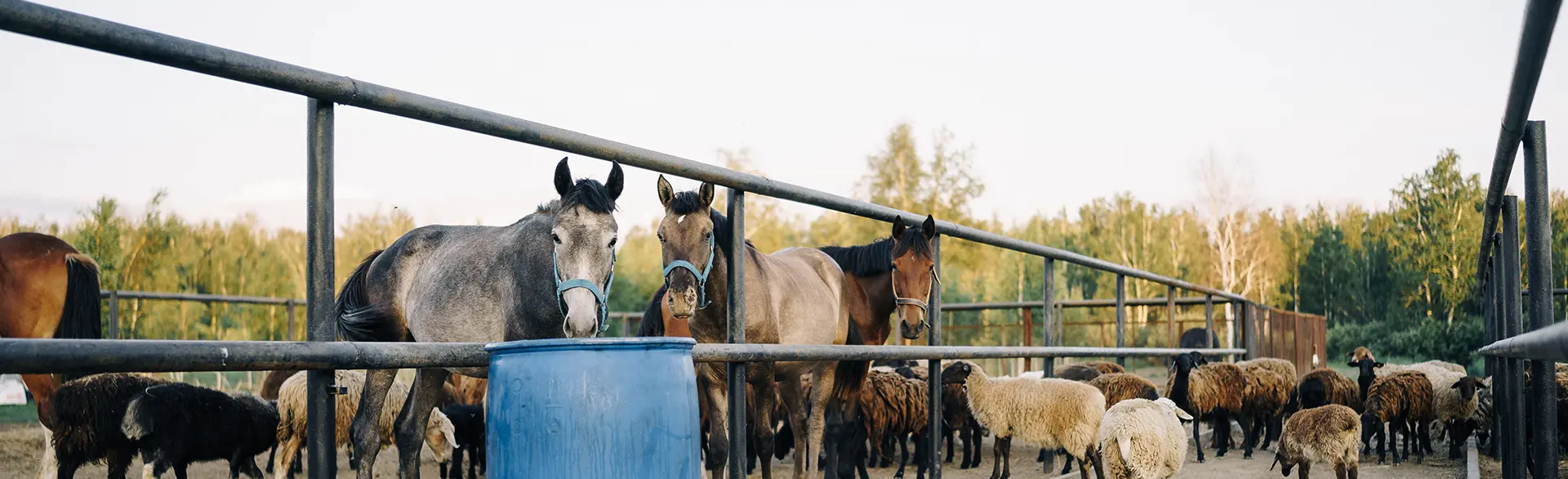 Экскурсия «От Орловского рысака до Конька-Горбунка»