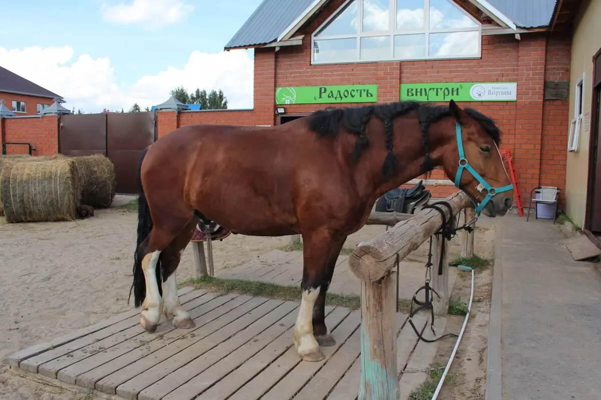 Конные прогулки 1