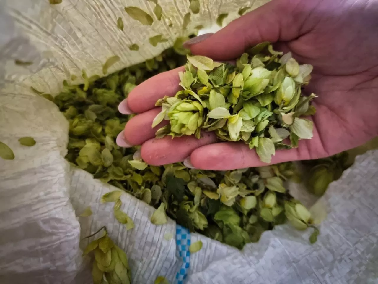 ермолаев-2-5