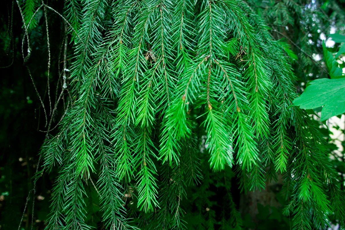 дендропарк3-4