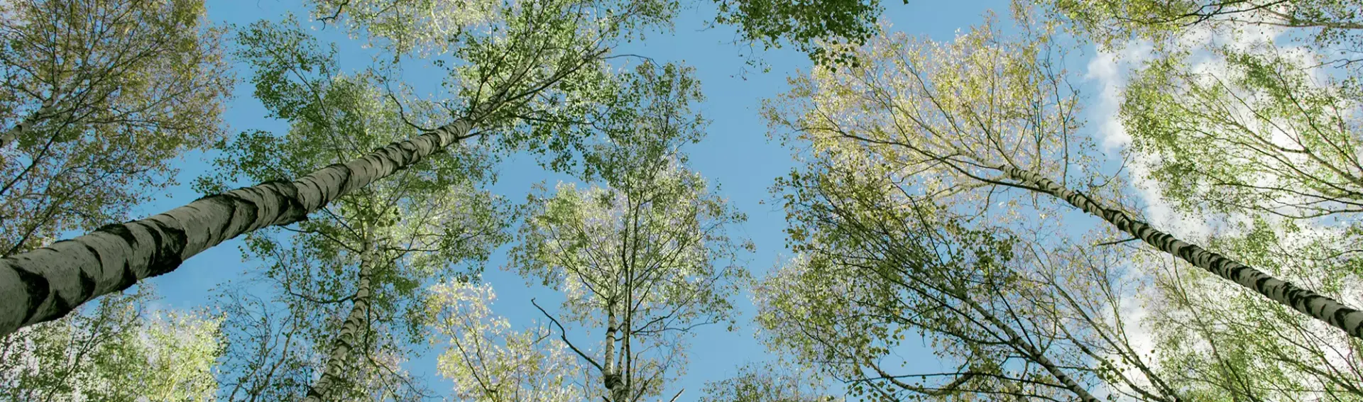 Березовая роща