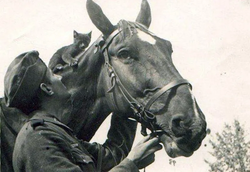 Экскурсия «Галопом по окопам, или Как мы ковали Победу вместе с лошадьми» - картинка 1