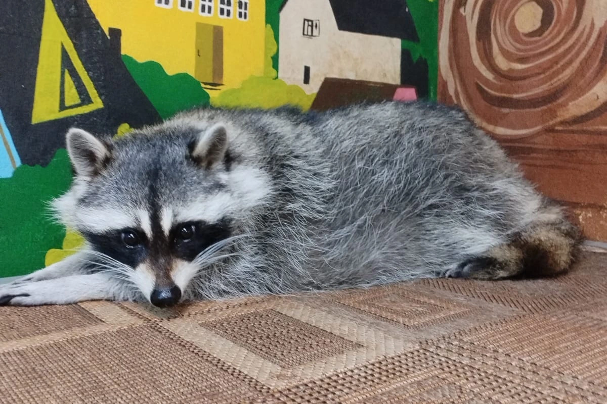 Выставка ручных енотов «Село Енотово»