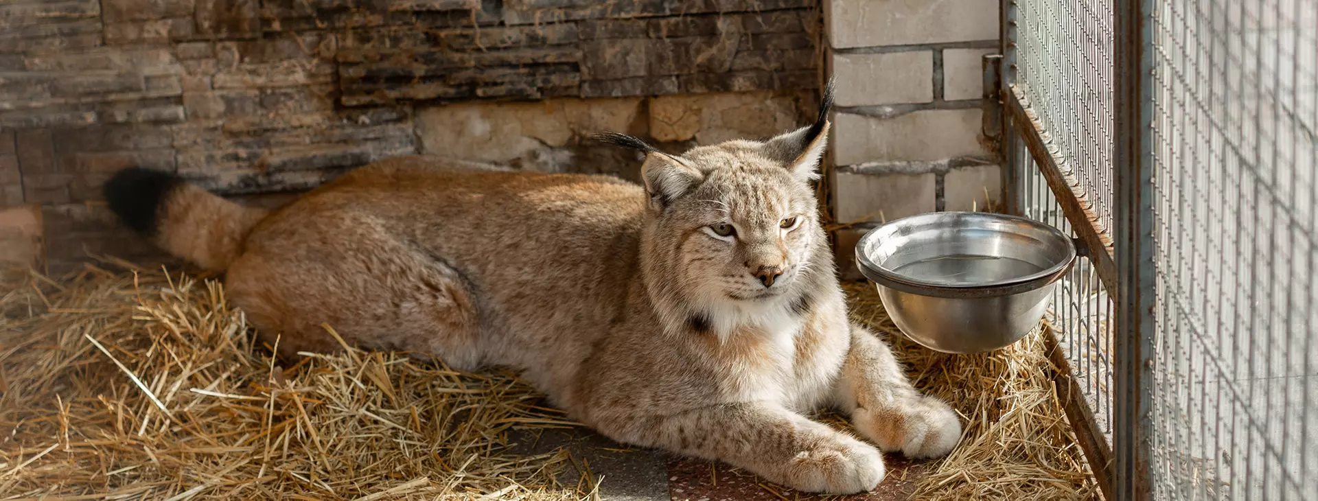 Центр реабилитации и содержания диких и экзотических животных и птиц «У Лукоморья»