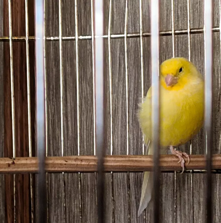 гостсибирь2-4