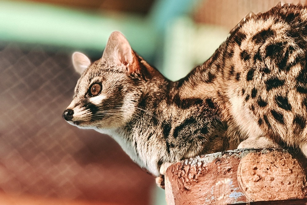 Зоопарк на базе отдыха «Сосновый бор»