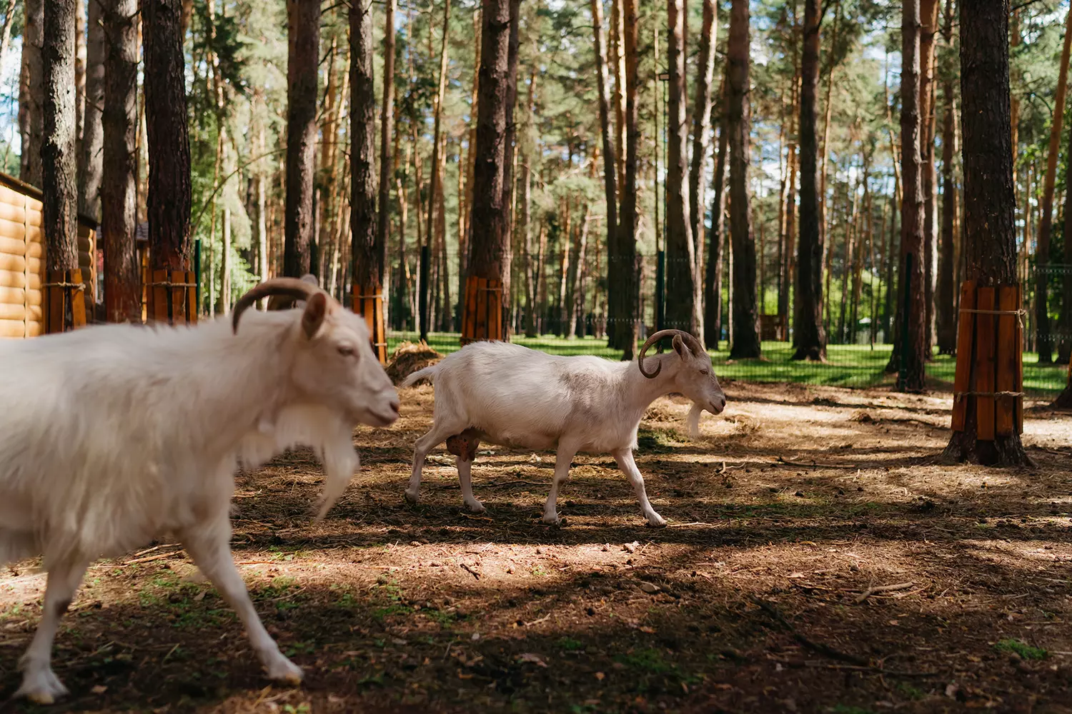 Экопарк «ТАЙГА»