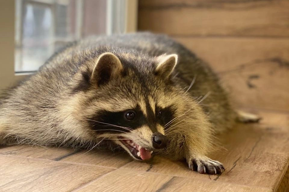 Выставка ручных енотов «Село Енотово»