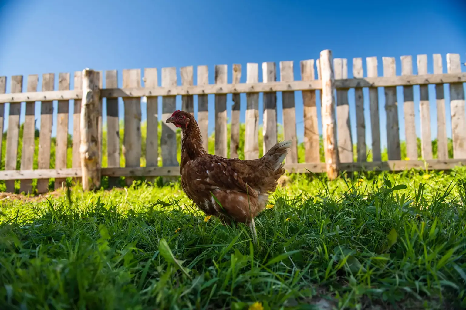 2 животное (слайд 1)