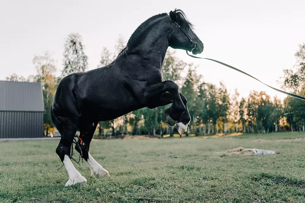 Дом-музей русских пород лошадей «Хуторъ»