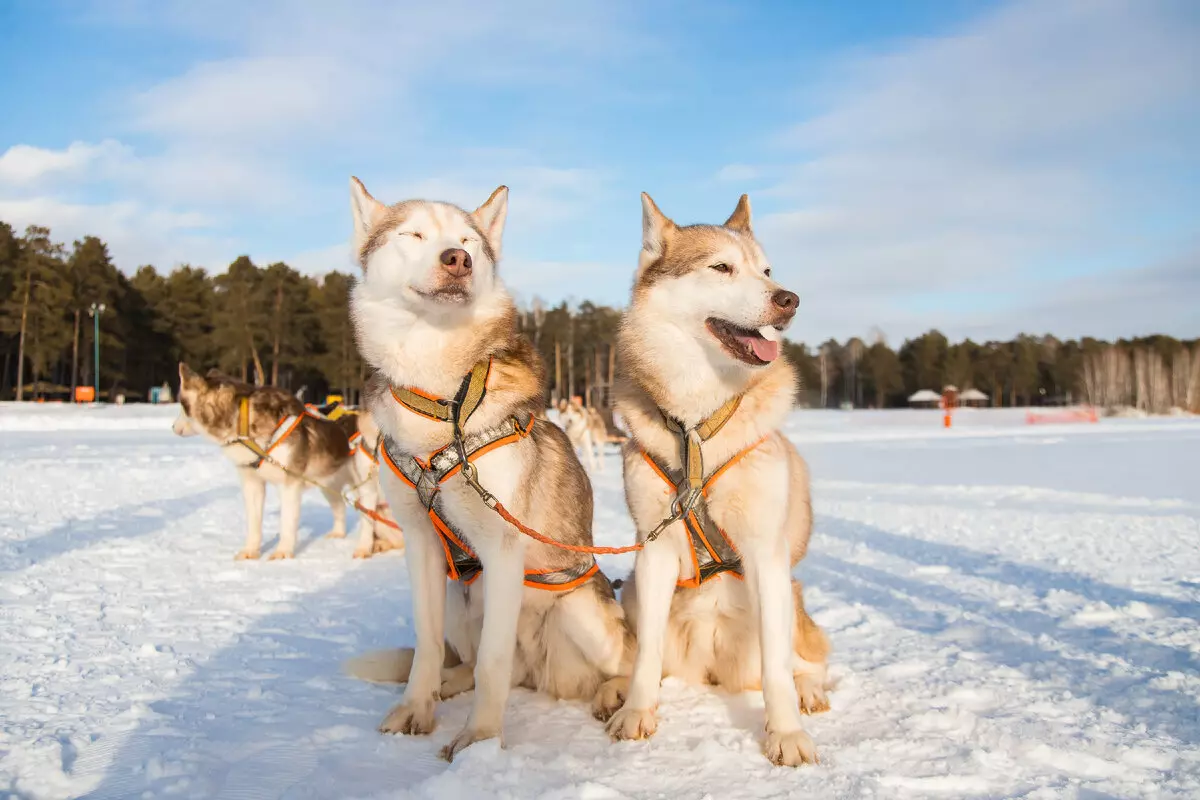 Где и как отдохнуть в Тюмени зимой 4