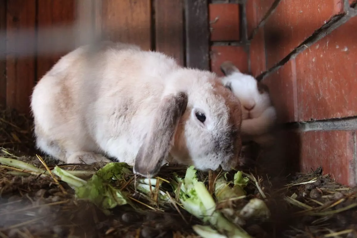 Конные прогулки 7