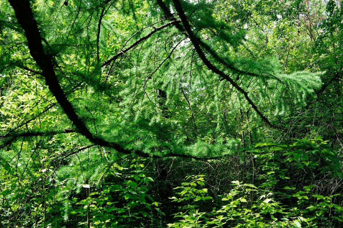 дендропарк3-1