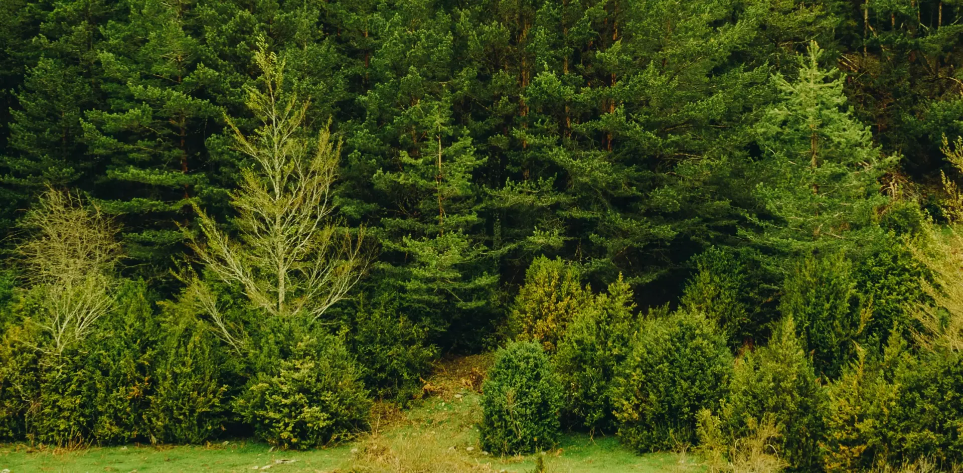 База отдыха «Пикник»