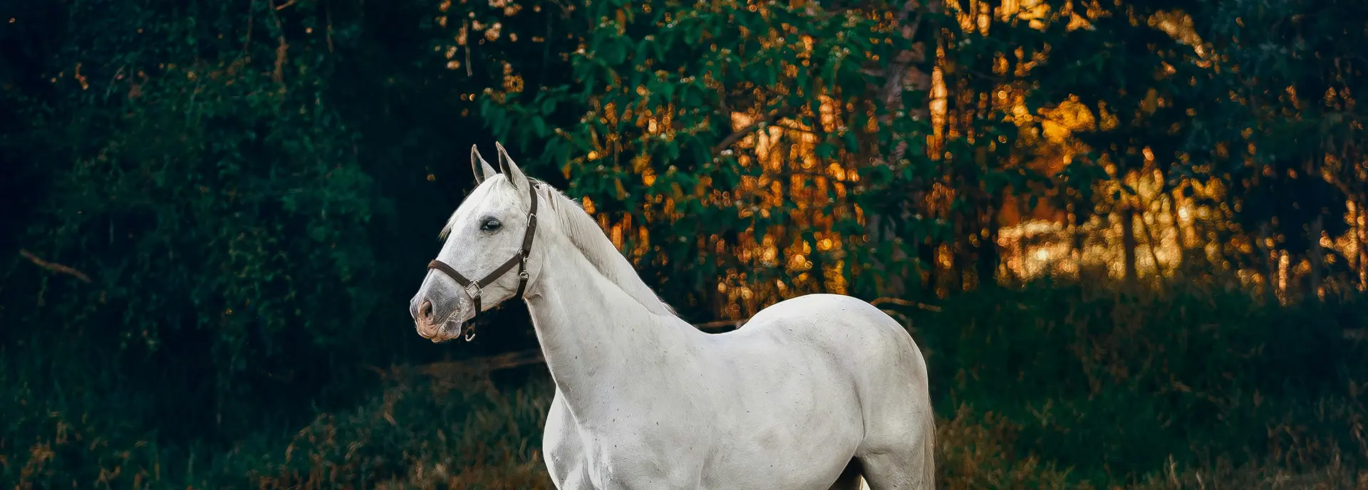 Полезные конные прогулки для больших и маленьких