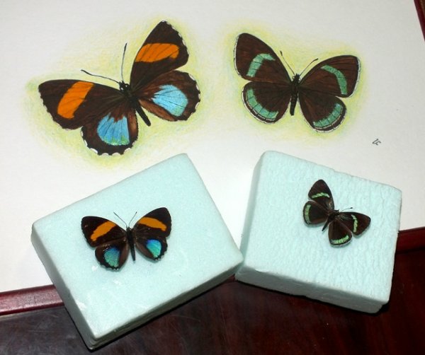 Мастер-класс по анималистике «Рисуем насекомых»