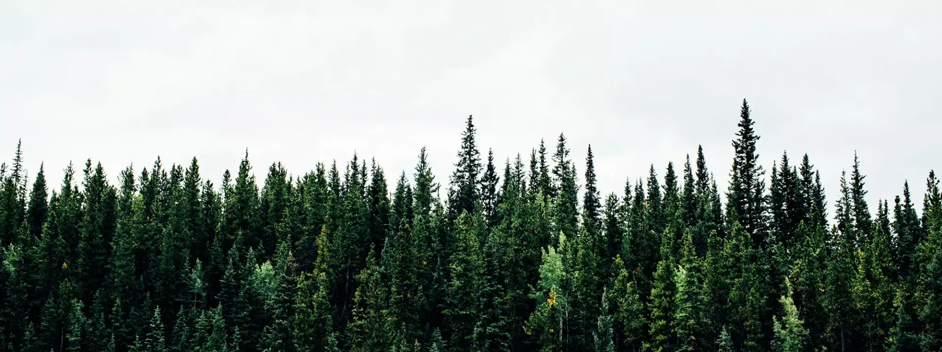 Санаторий «Сосновый бор»