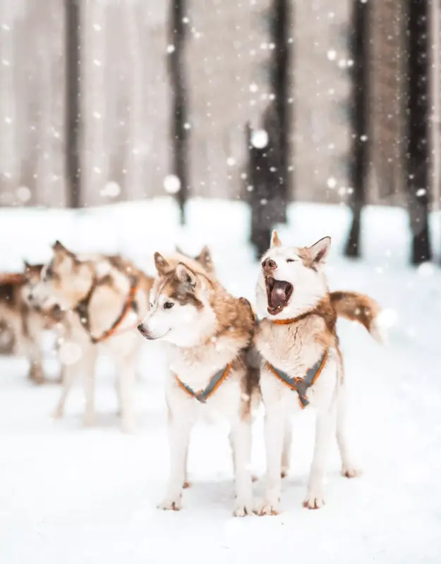Деревня ездовых собак «Быстрые лапы»
