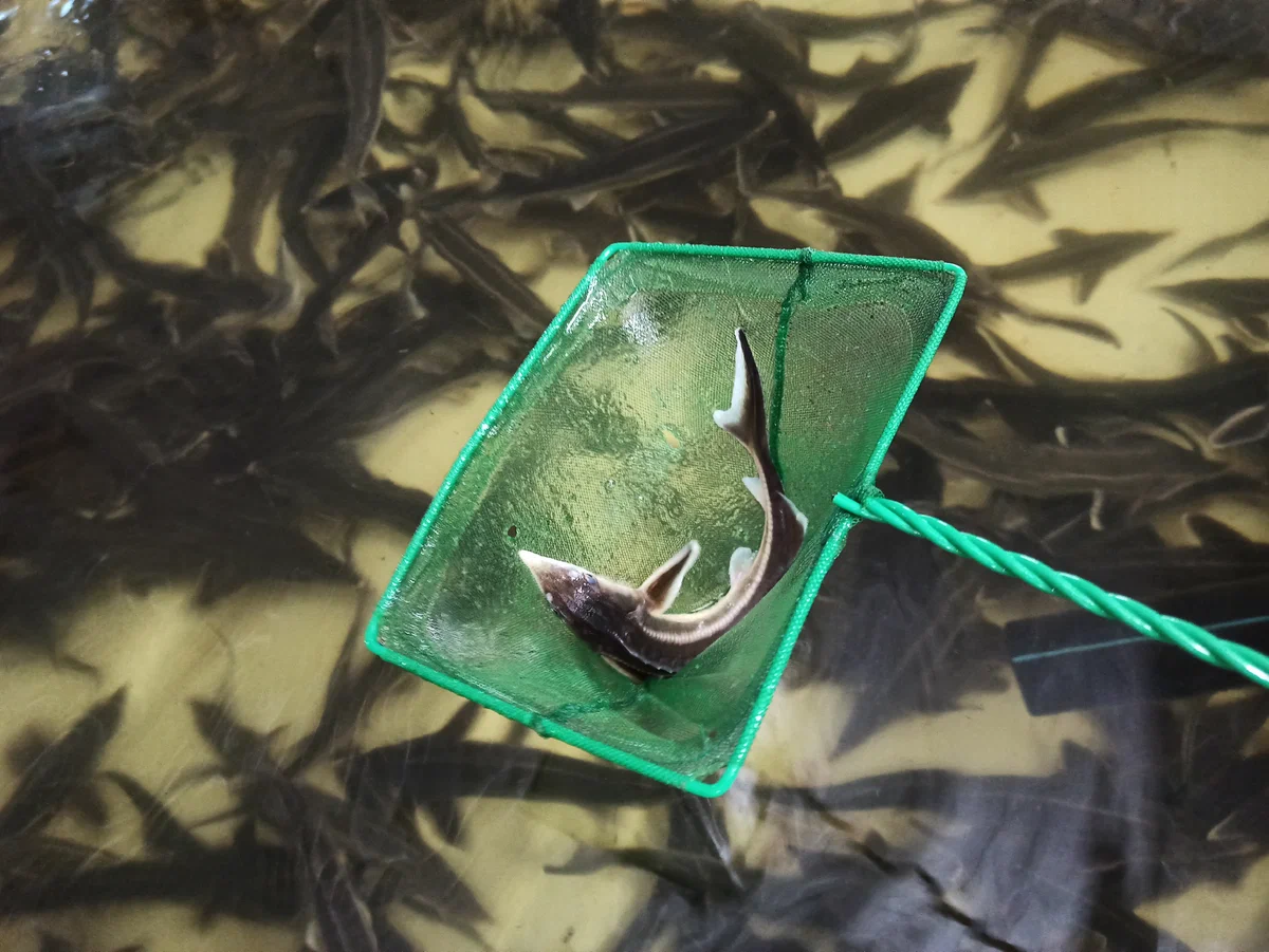 акваферма-2