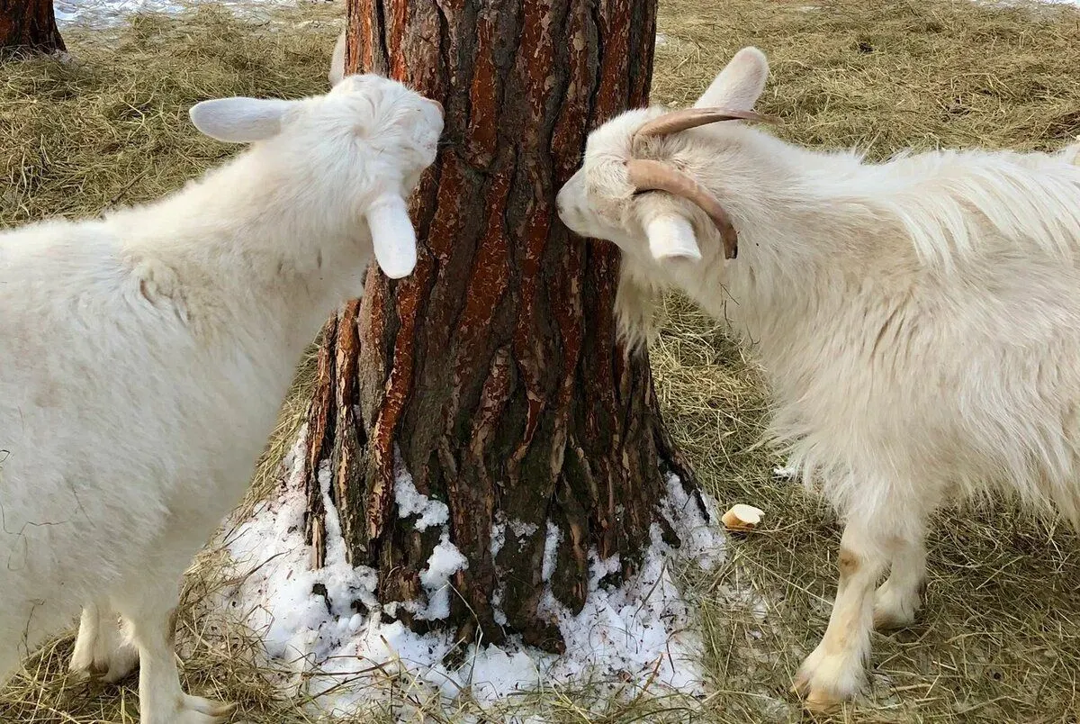 Где в Тюмени пообщаться с животными 7