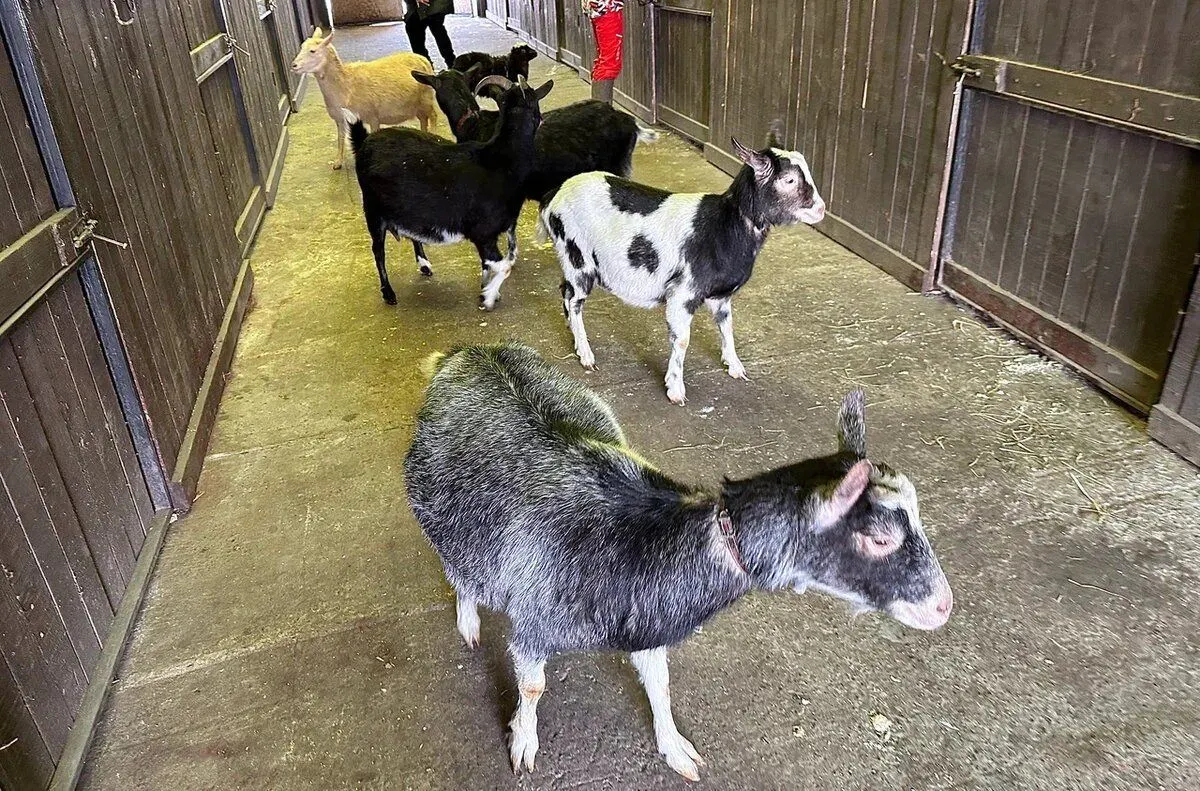 Где в Тюмени пообщаться с животными 5