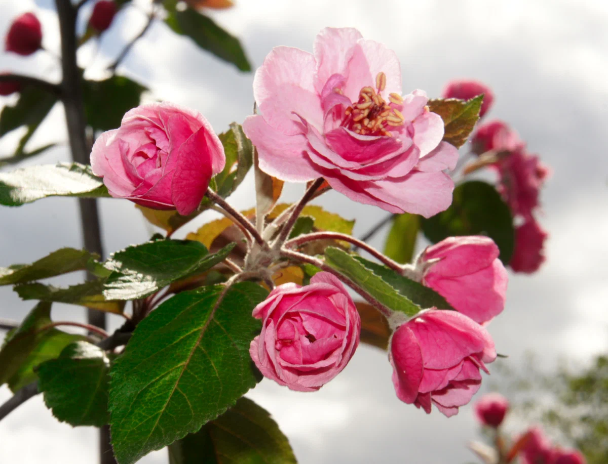 дендропарк4-7