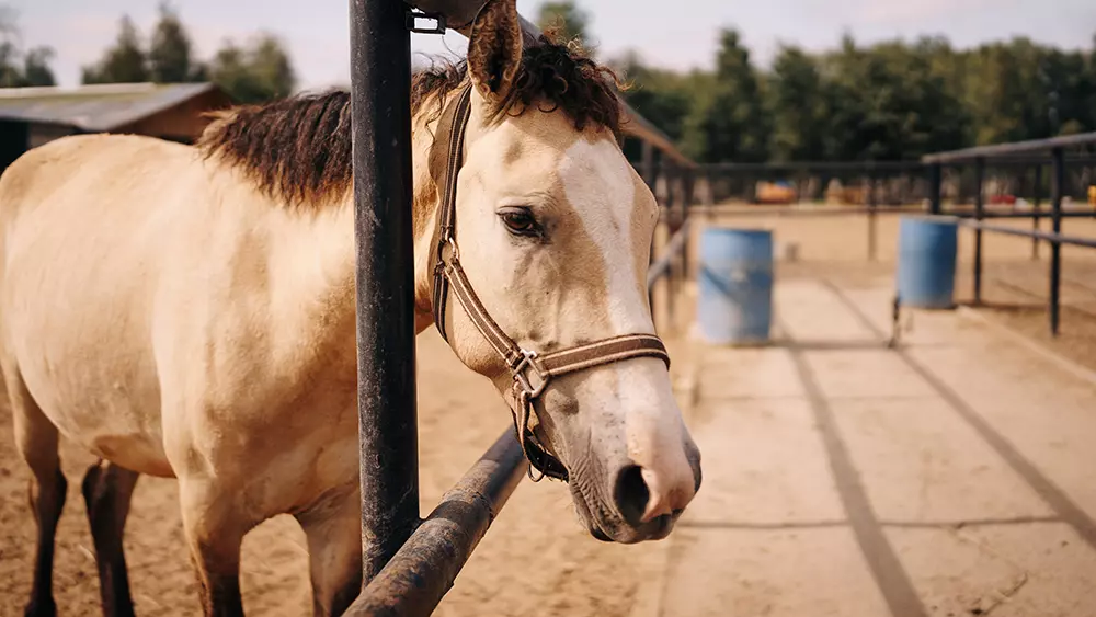 Дом-музей русских пород лошадей «Хуторъ»