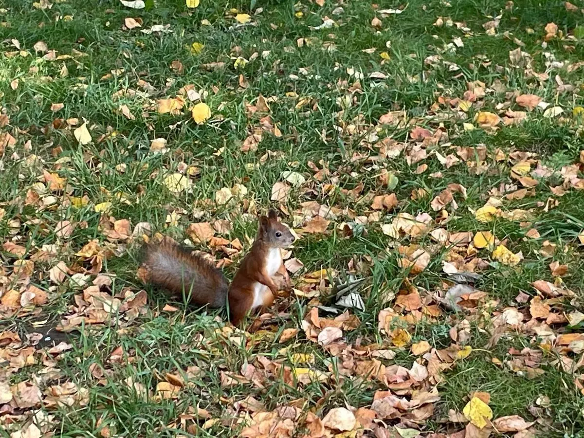 Откуда лучше смотреть на кремль 5