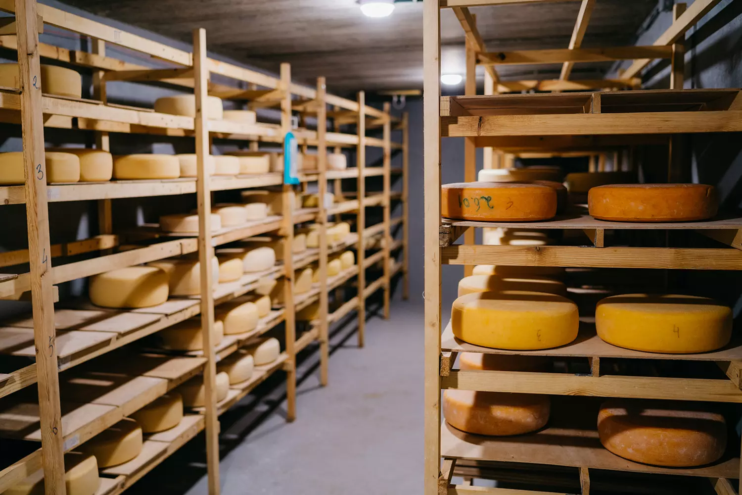 Экскурсия на сыроварню - картинка 1