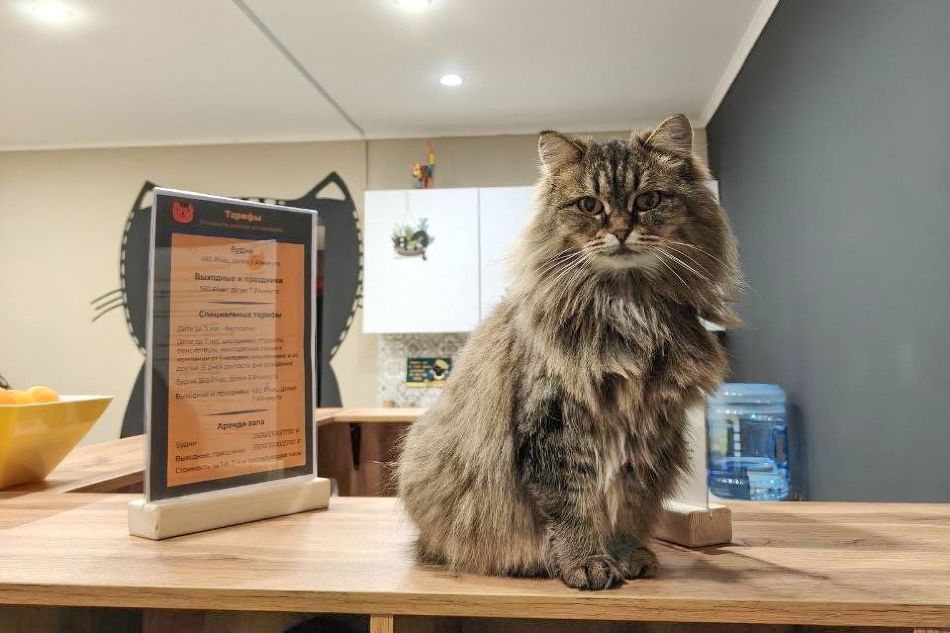 Тюменское котокафе