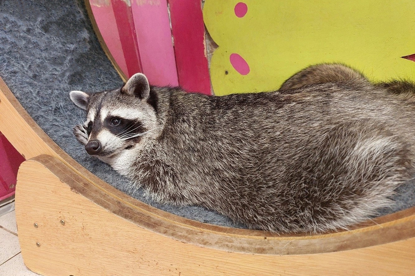 Выставка ручных енотов «Село Енотово»