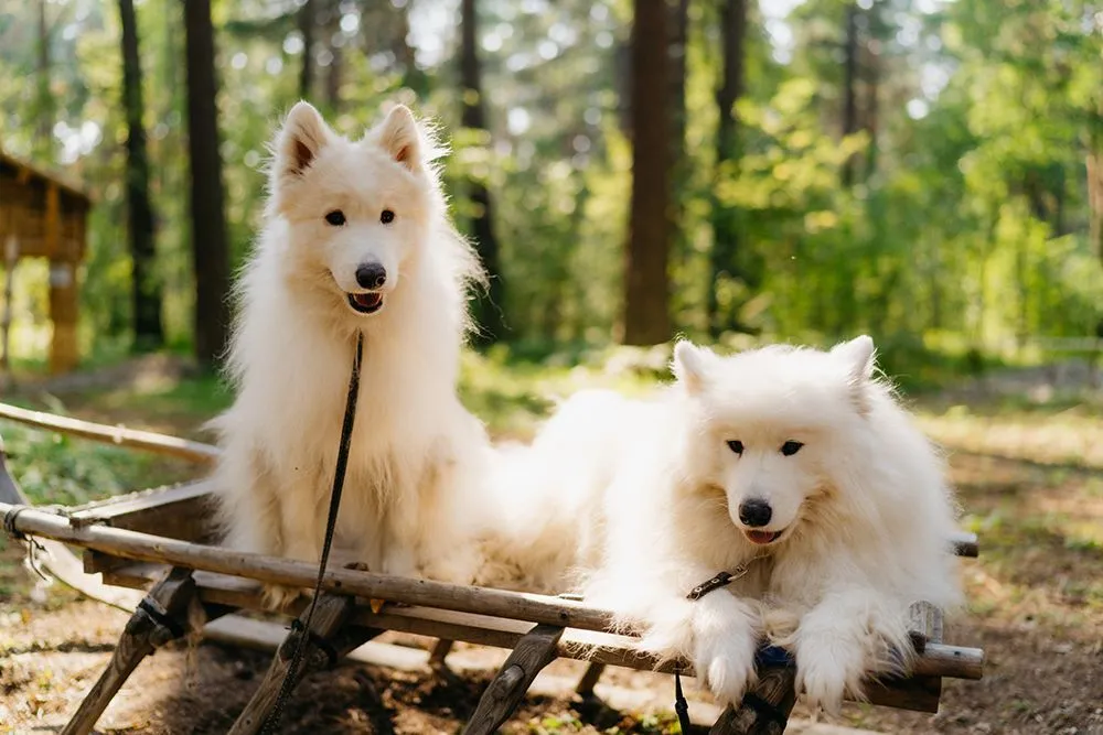 Этнопарк «Хозяева Сибири»