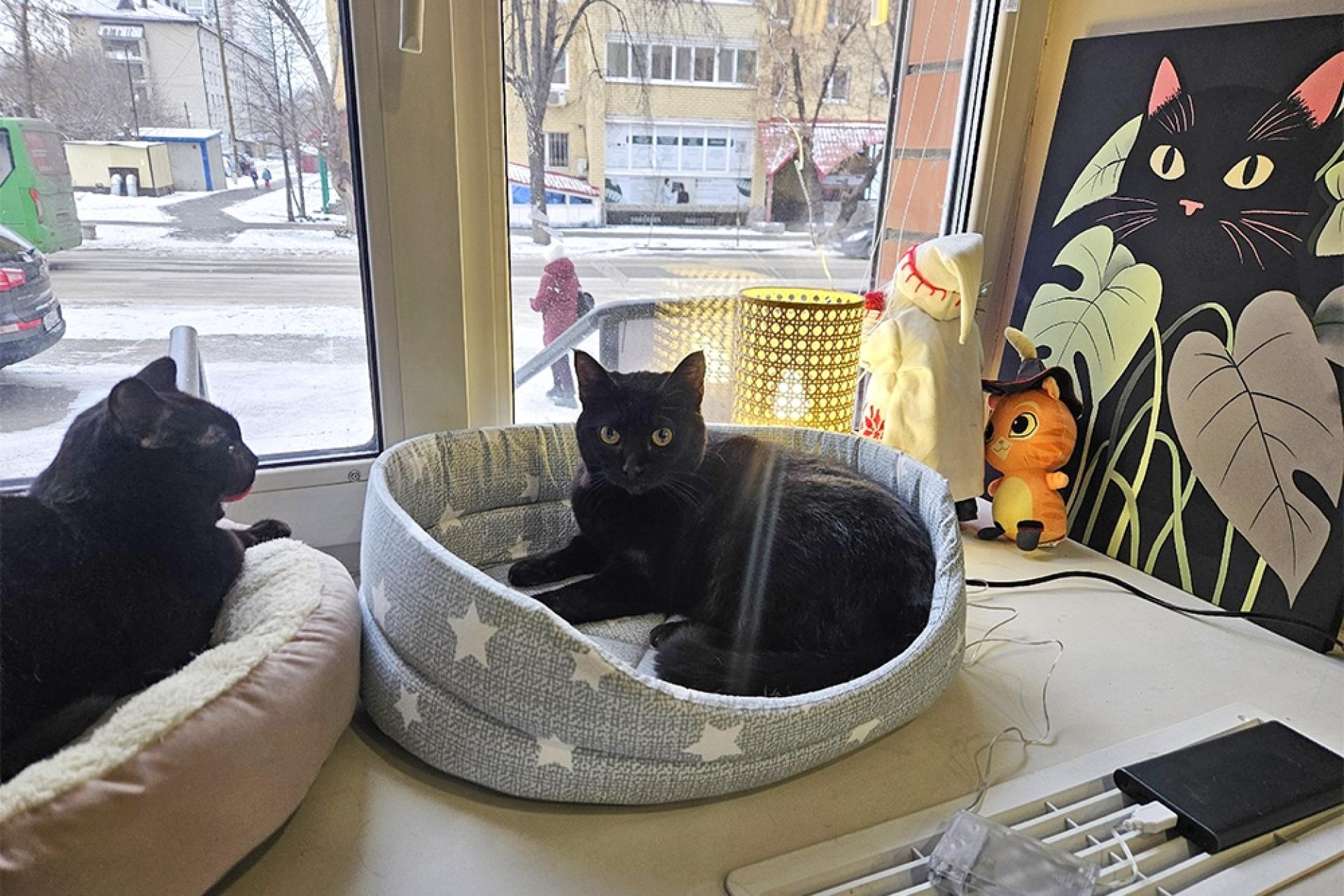 Тюменское котокафе