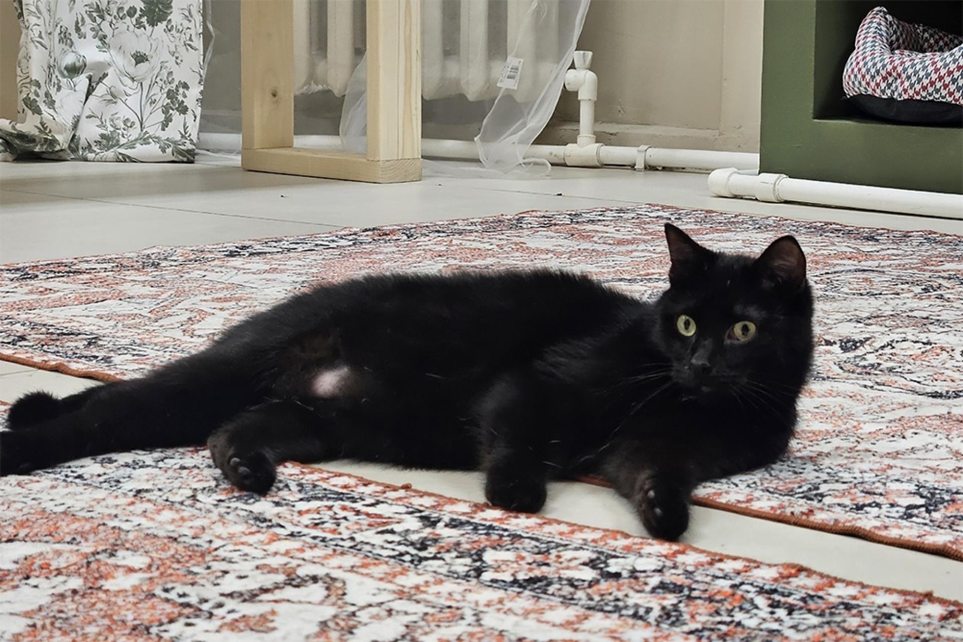 Тюменское котокафе