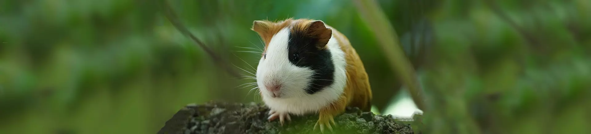 Зоопарк на базе отдыха «Сосновый бор»