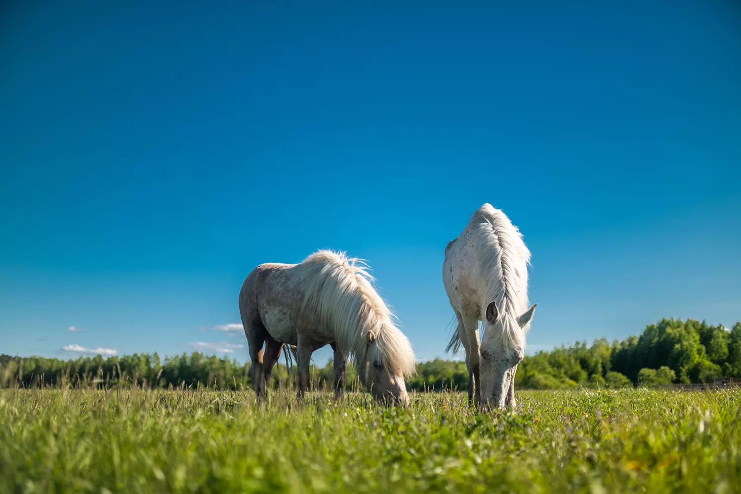 Агротуристический комплекс «Золотая подкова»