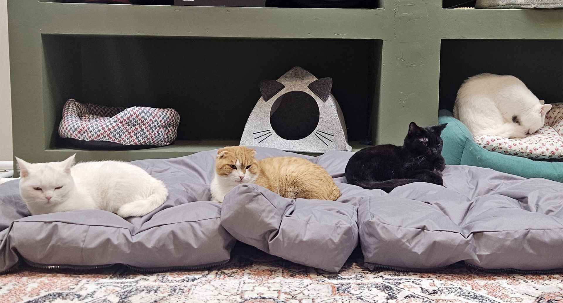 Тюменское котокафе