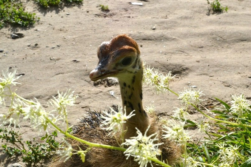 Страусиная ферма «Тюменский страус»